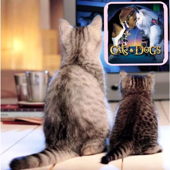 Watch videos on our listings so you can see what you are purchasing. 💖🐩🐶🌻♥️ - Picture 4 of 7